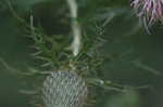 Field thistle